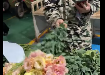 H2701024 到了一個浪漫的 花城 今天阿偉給了50塊實現買花自由 看看我能買多少#趕集 #源頭好貨 #花卉市場 part2